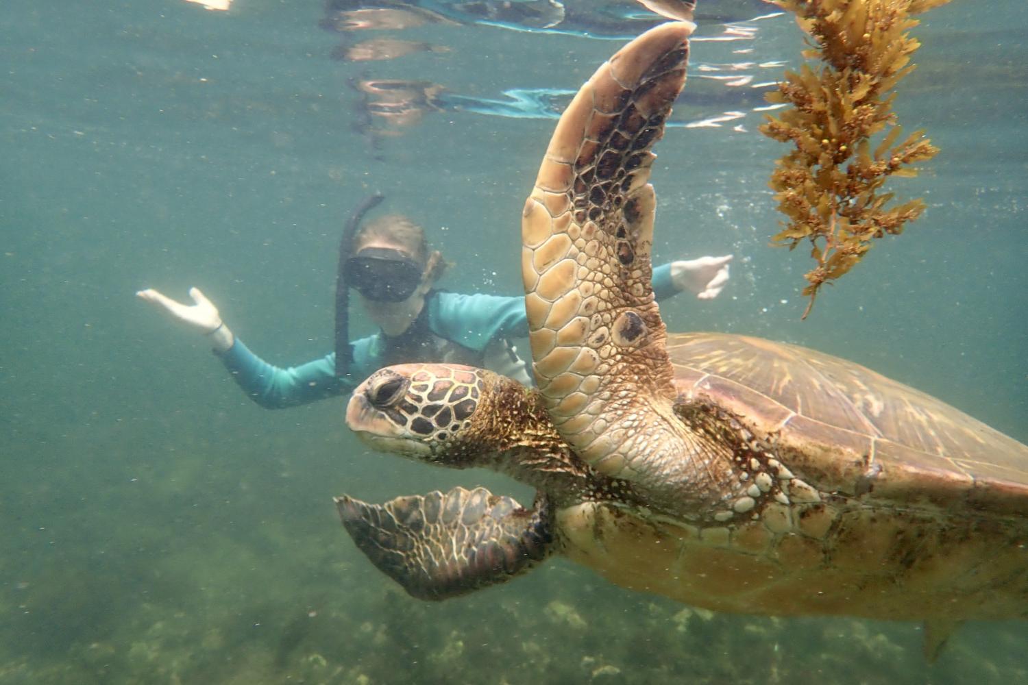 一名<a href='http://rbap.ngskmc-eis.net'>bv伟德ios下载</a>学生在Galápagos群岛游学途中与一只巨龟游泳.